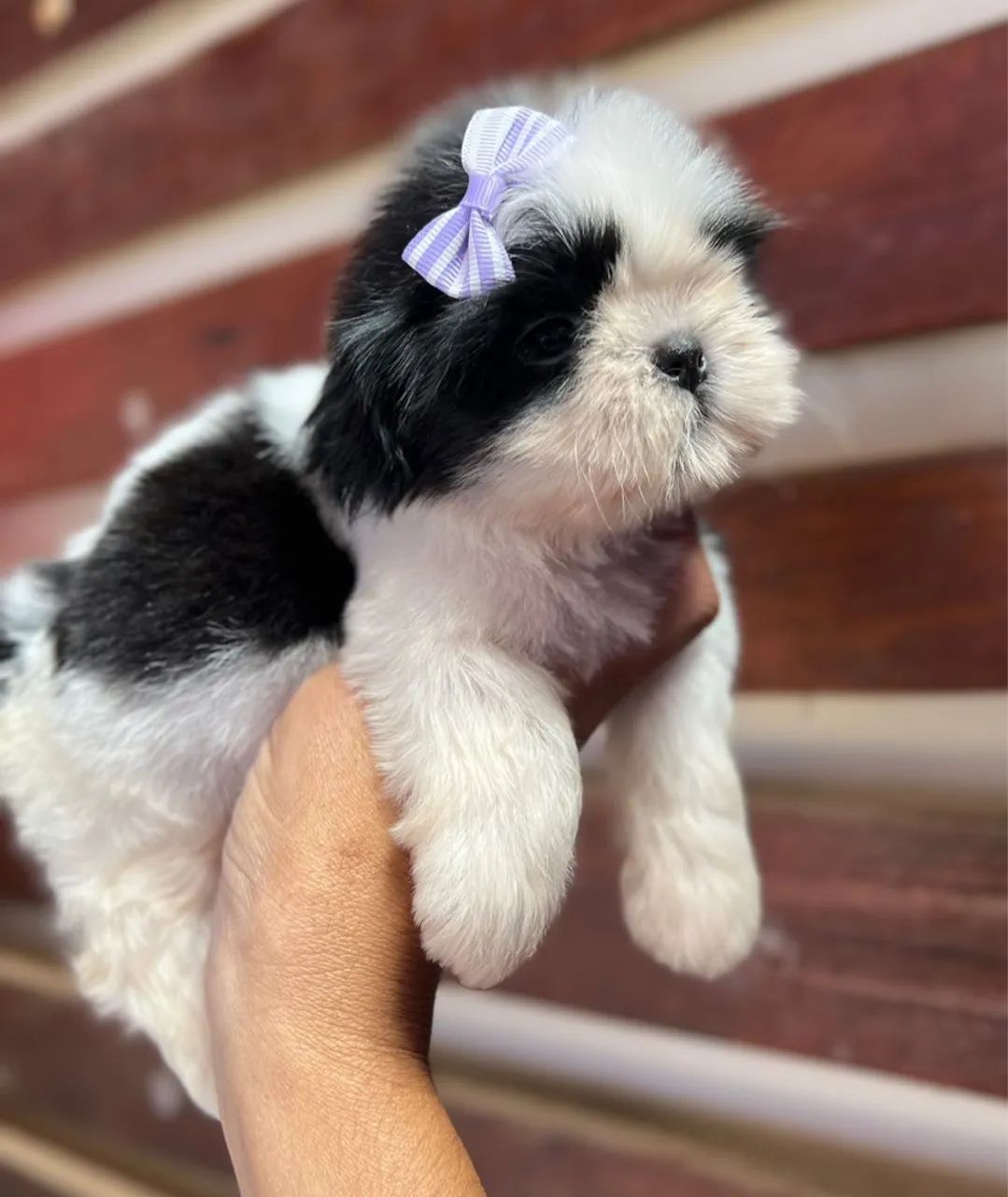 Shih Tzu Bebê - Fofinho e Carinhoso - Foto 4