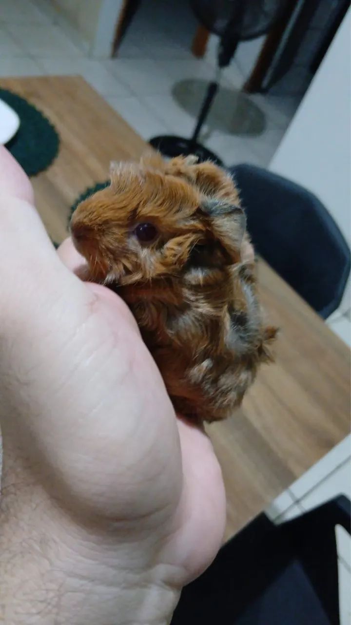 Porquinho da Índia  - Foto 3