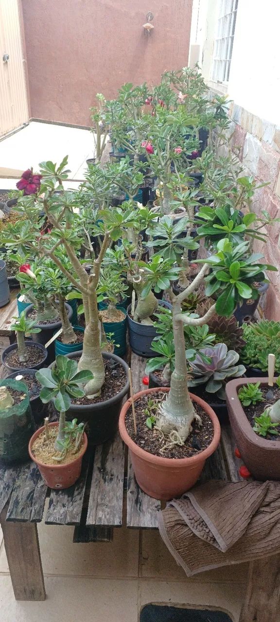 Rosas do deserto  - Foto 3