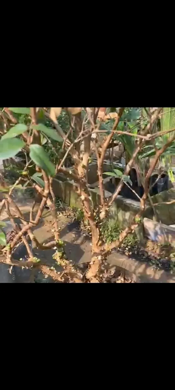 Muda de Jabuticaba adulta produzindo