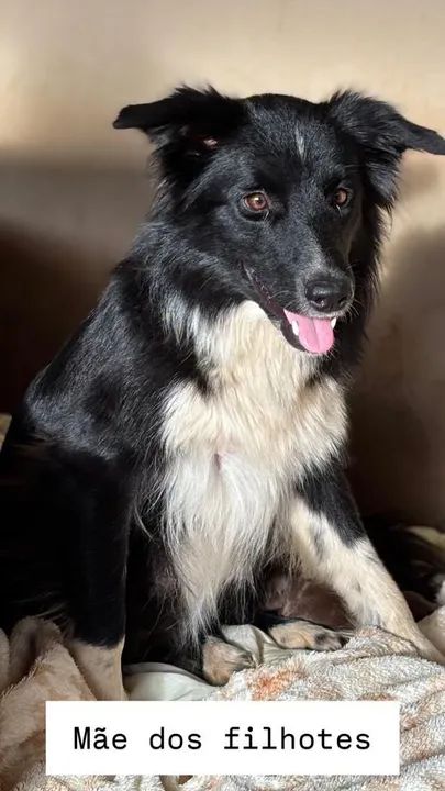 Filhotes Border Collie - Foto 3