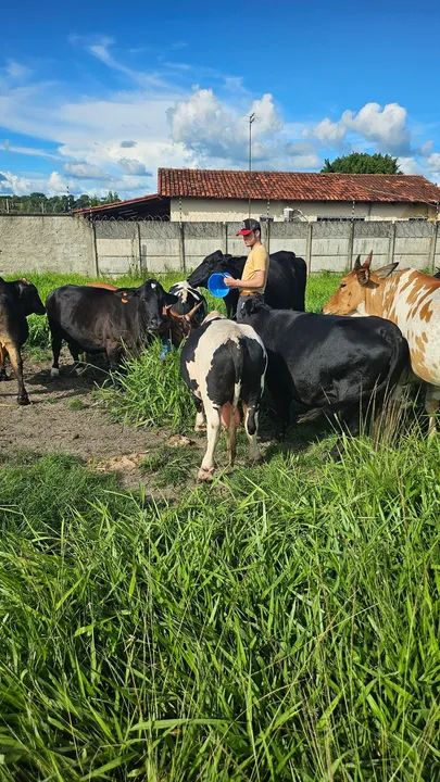 Mini vaca  / Mini Boi  - Criatório especializado  - Foto 4