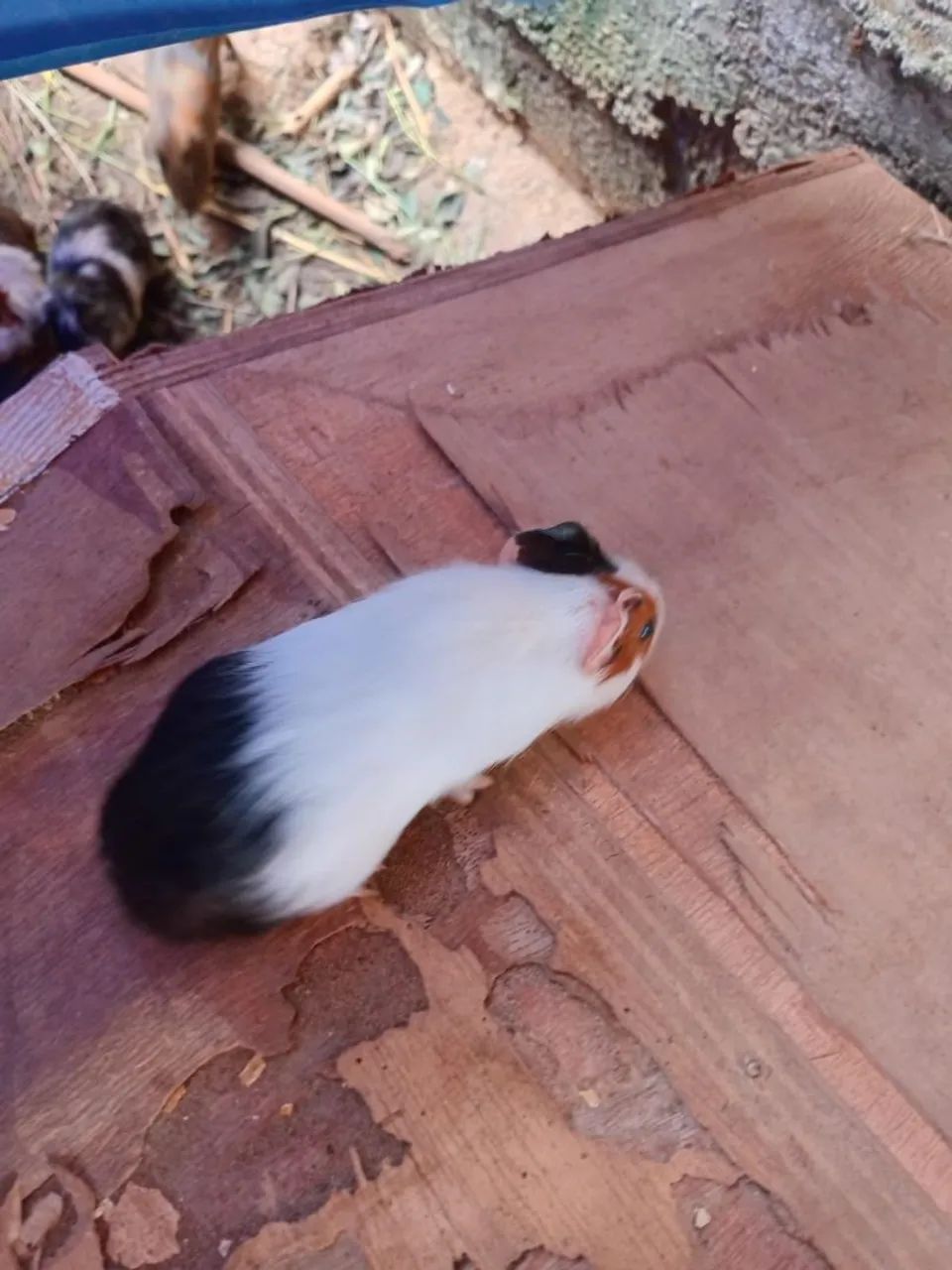 Vendo Porquinho da Índia 