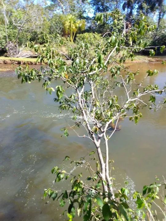 FAZENDA A R$ 17.000,00 o alqueire - Foto 4