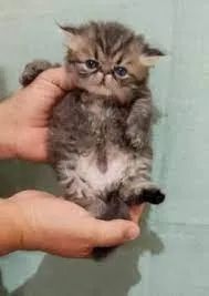 temos filhotes de persas macho e femea 