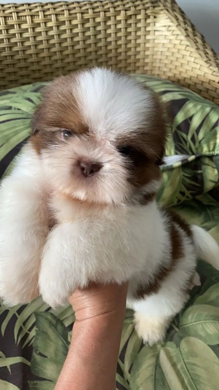 Lhasa Apso Bolinhas de Pelo Cheias de Amor - Foto 2