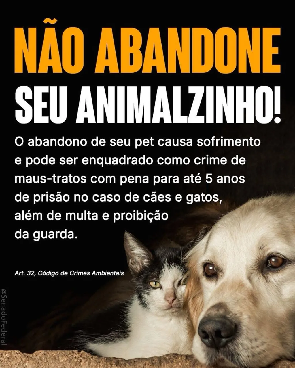 Doação de Filhotes de Cachorro
