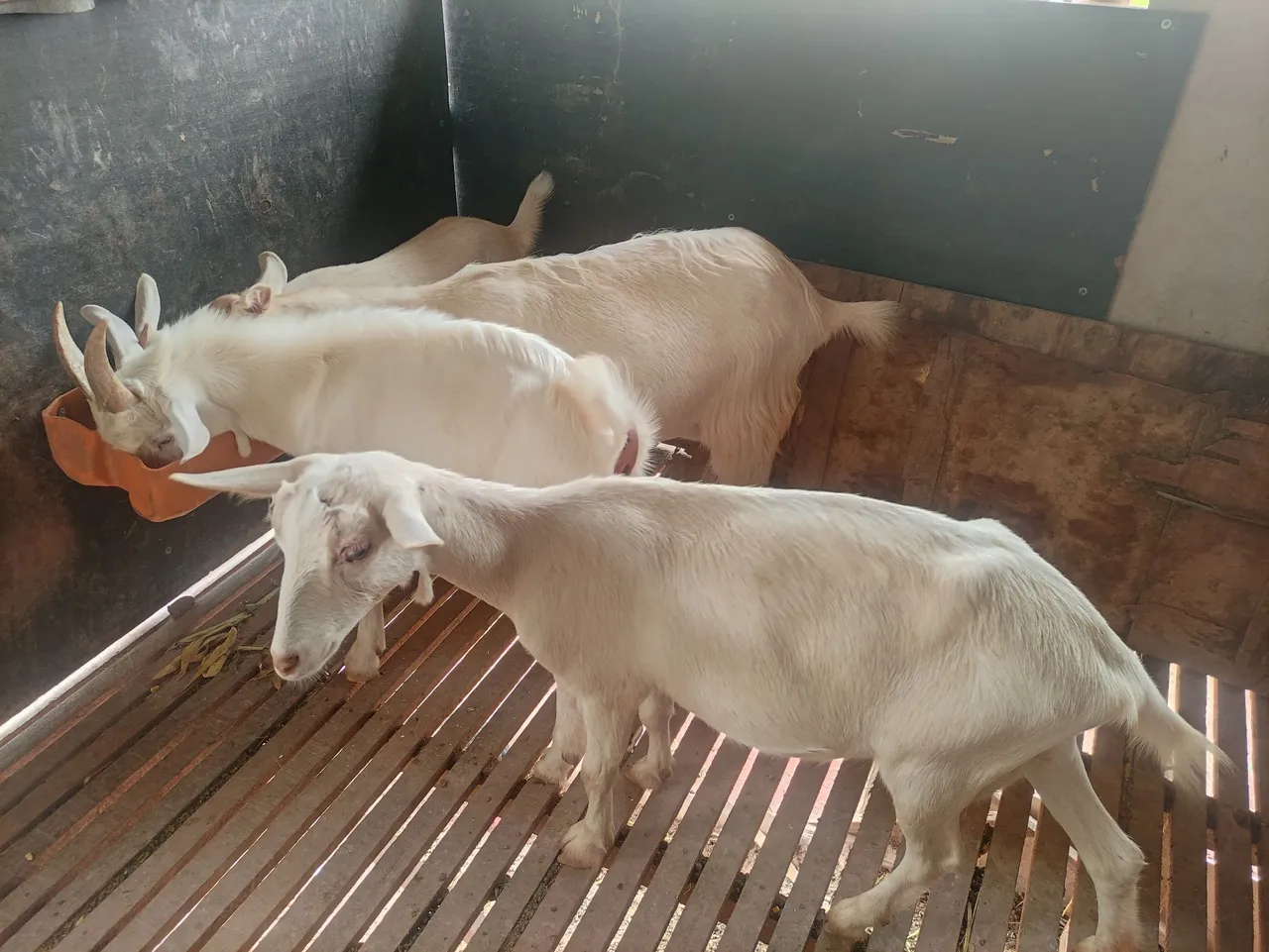 Cabras leiteiras - Lindas e saudáveis