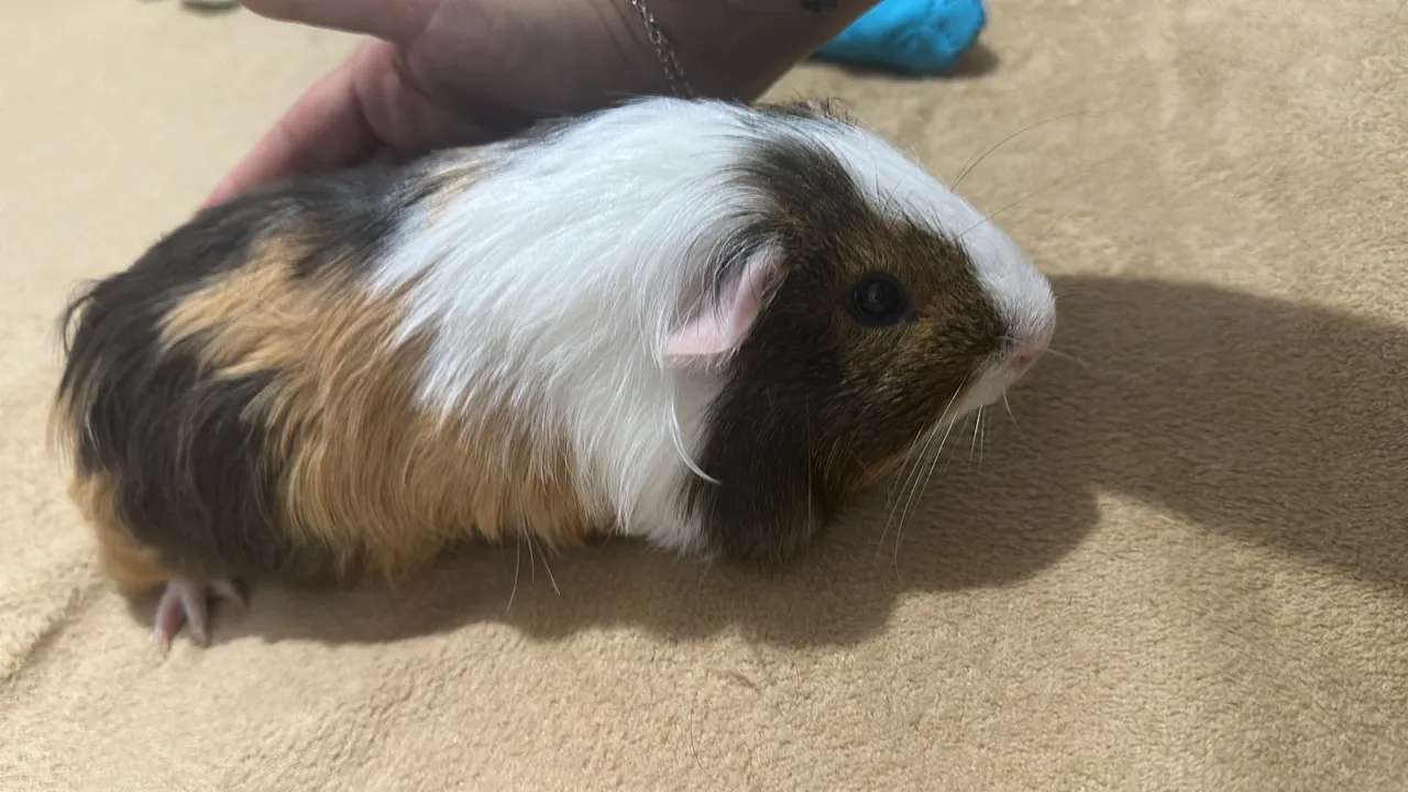 Sheltie macho