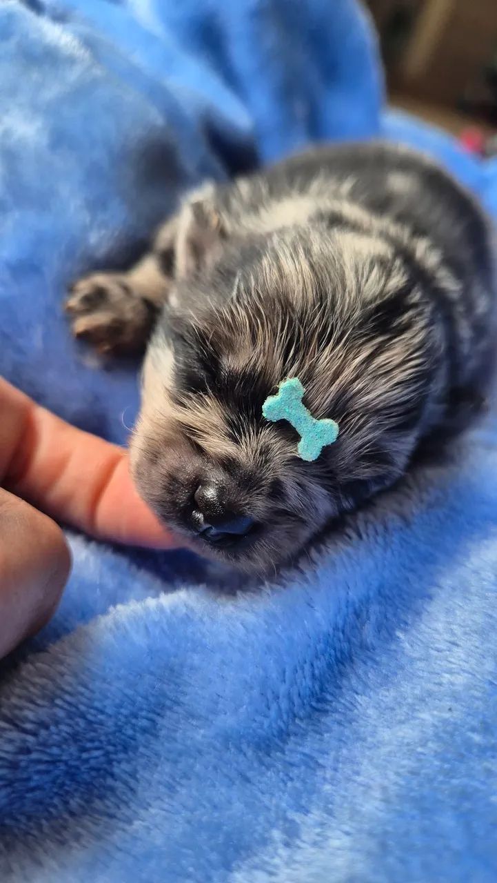 Lulu da Pomerânia Merle Cachorros Sapateiro, Embu-Guaçu