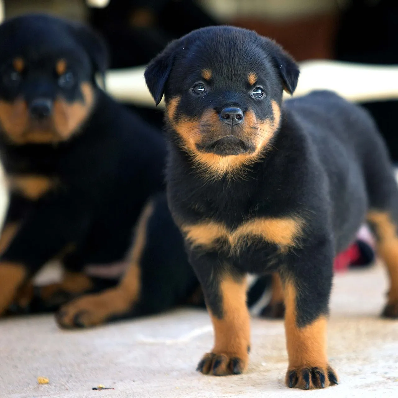 Filhotes de Rottweiler puros