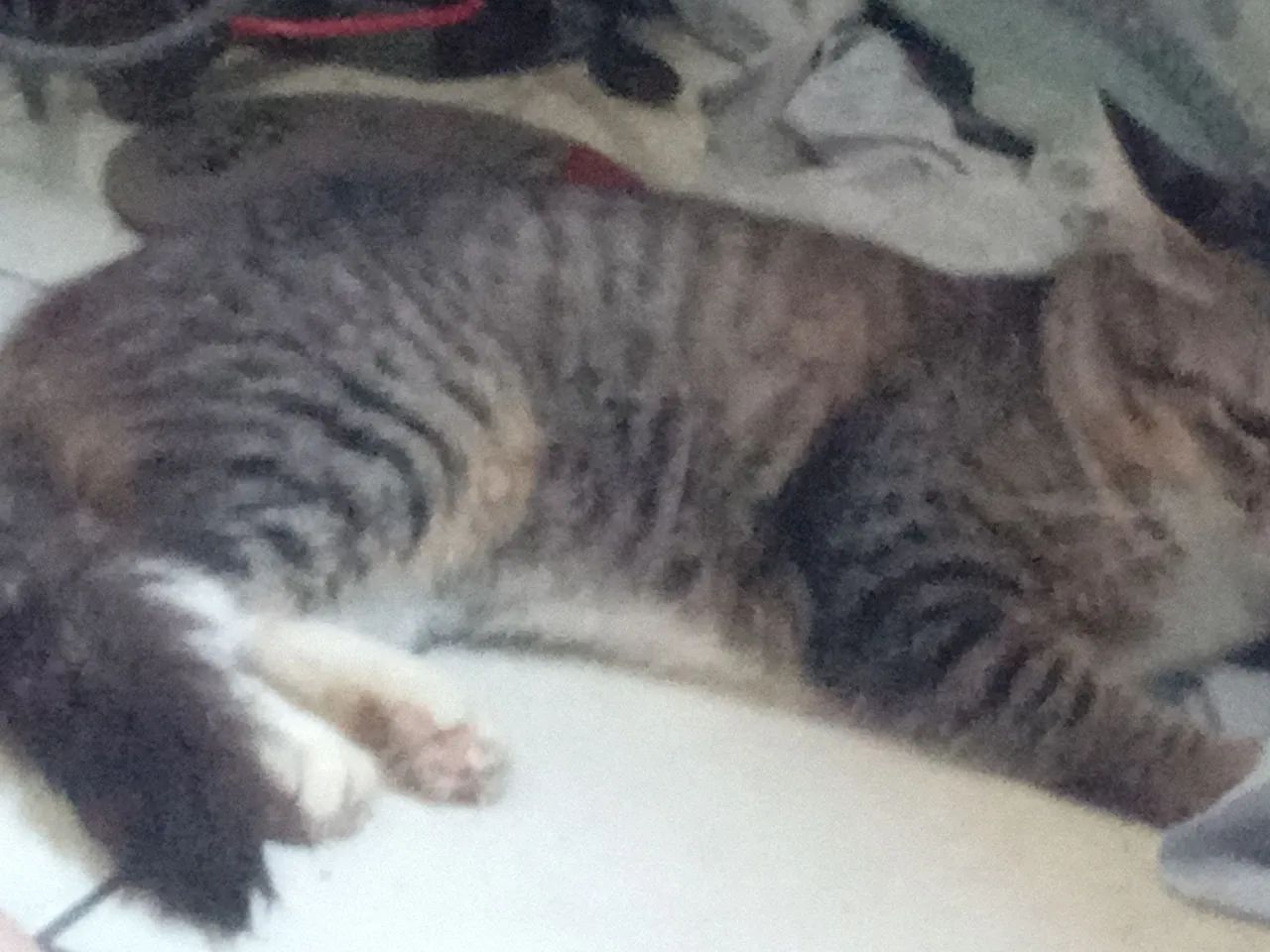Doando uma gatinha de raça