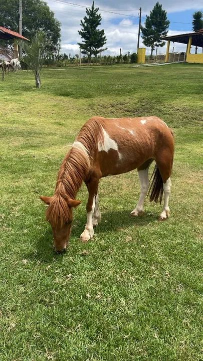 Pônei Fêmea Pampa de marron 