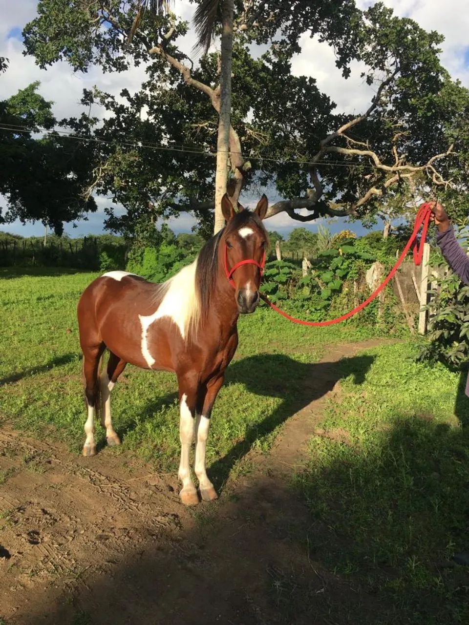 CAVALO MANGA LARGA - Foto 3