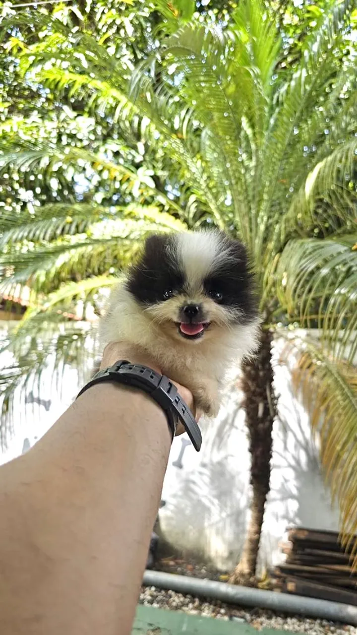 SPITZ ALEMÃO BABY FACE