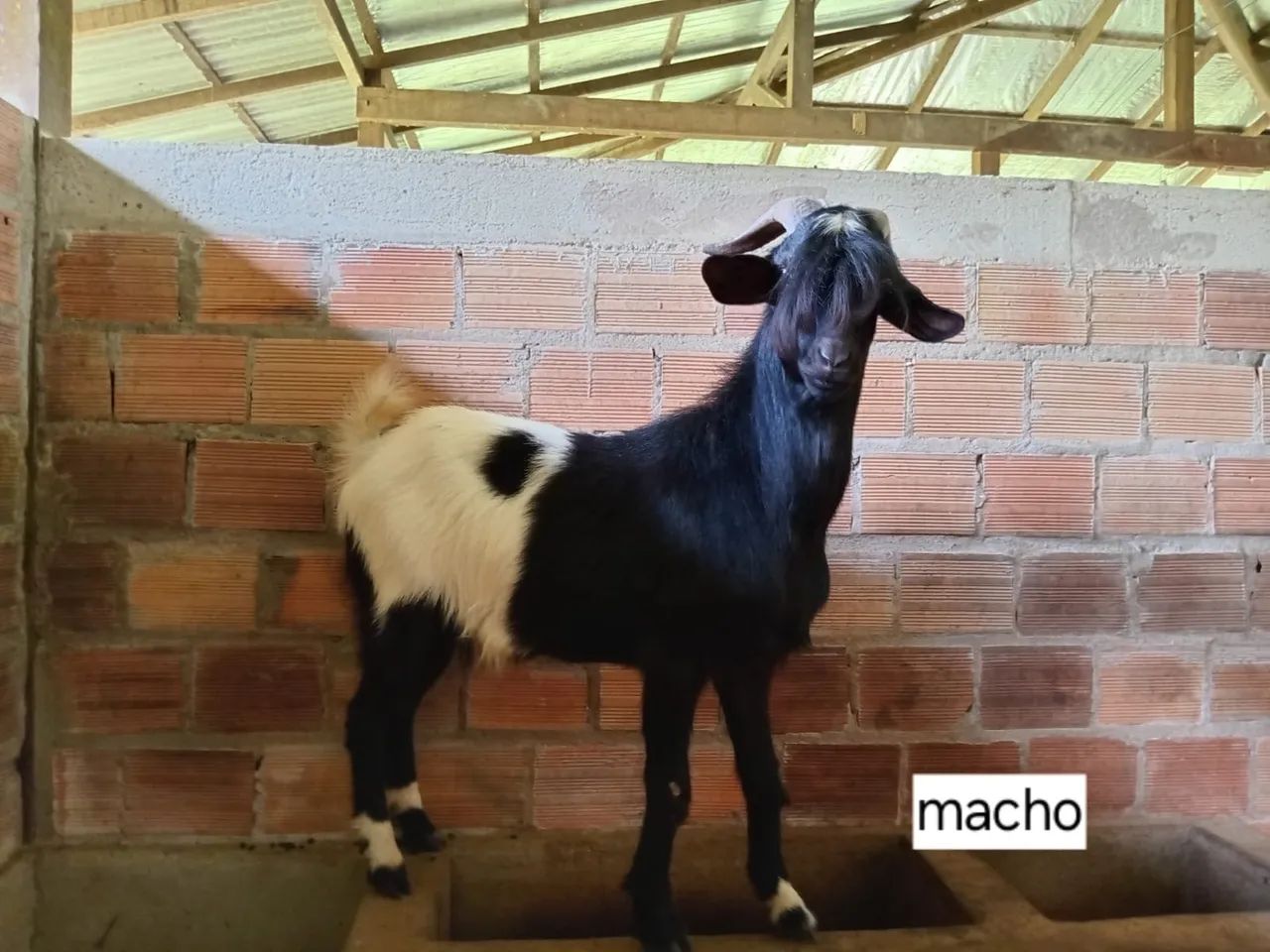 Mini Bode Macho - Animal Exótico