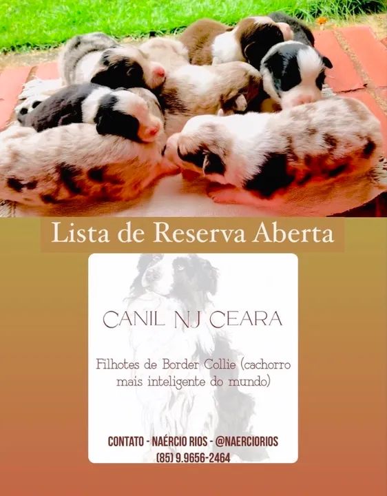 Filhotes de Border Collie - Canil NJ Ceara