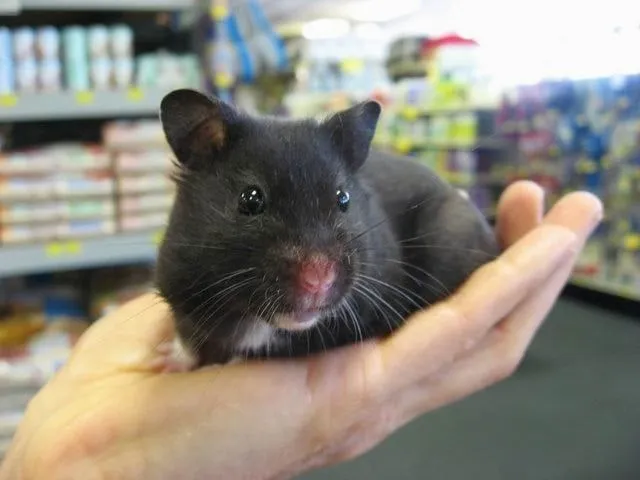 Hamster Sírio (Fêmea preto )