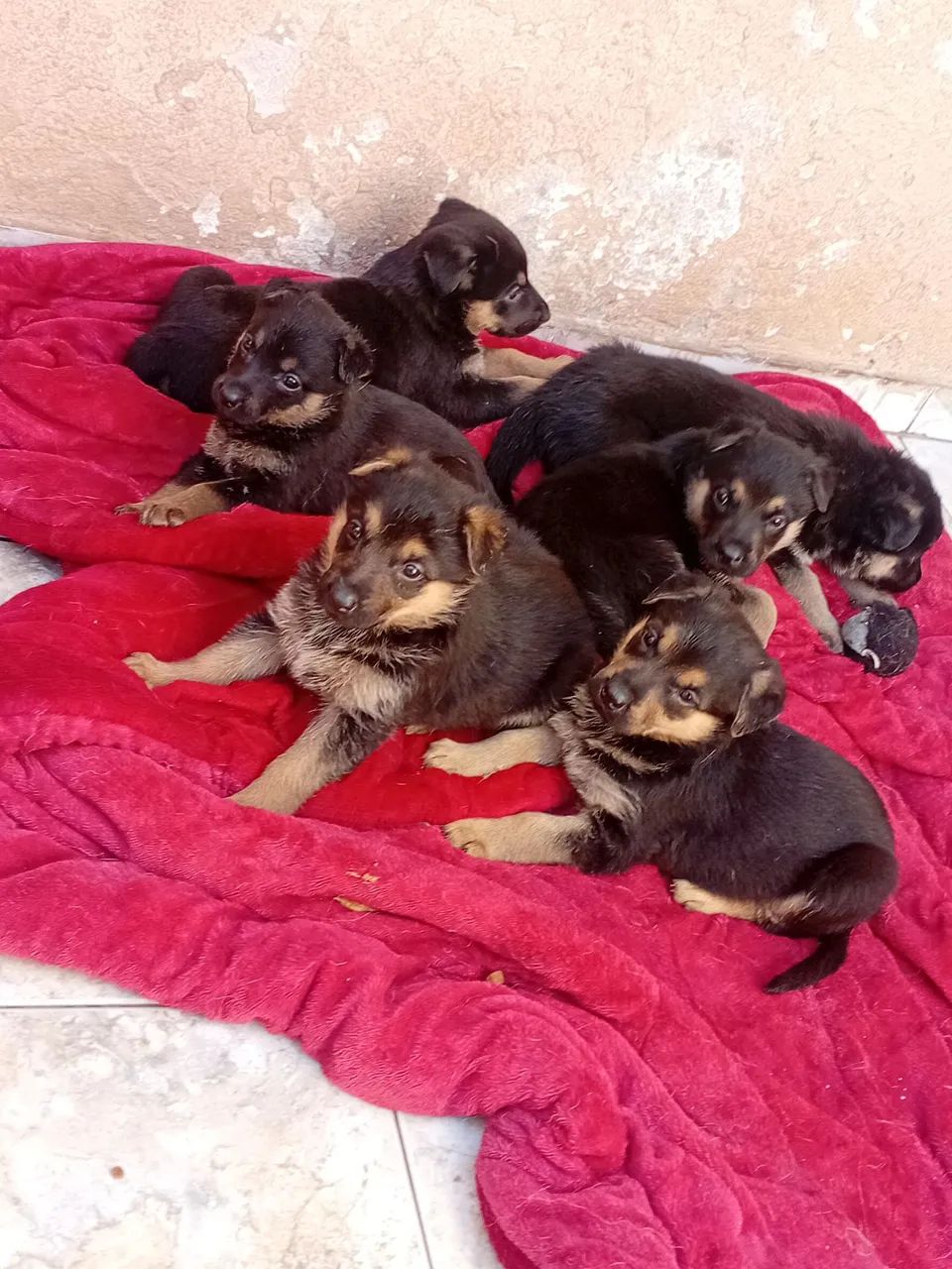 Filhote de Pastor Alemão - Fofura em 4 patas!  - Foto 3