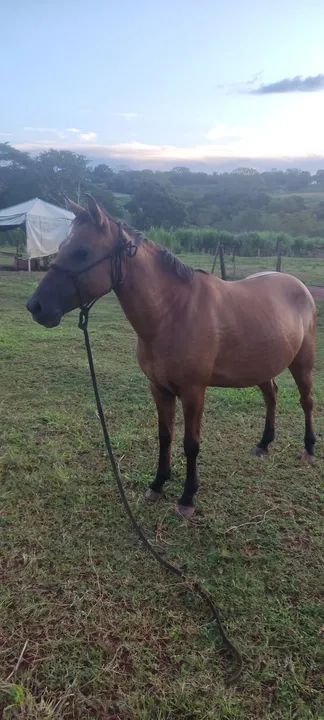 Égua pra criança  - Foto 2