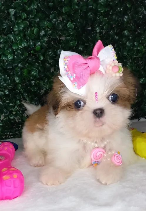 Shih-Tzu: Filhotes Macho e Fêmea, Brancos e Dourados, para Toda a Família!