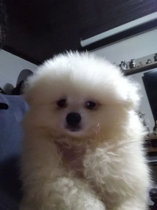 Filhotes de Spitz Alemão - Foto 3