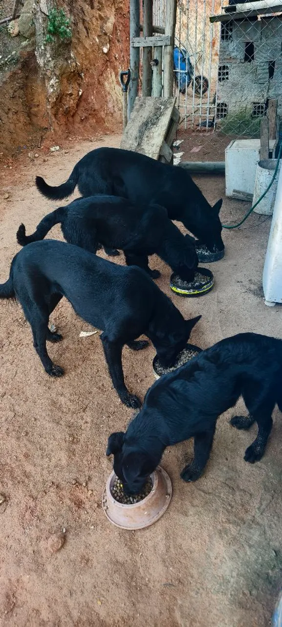 Filhote de 4 meses de pastor belga malinois