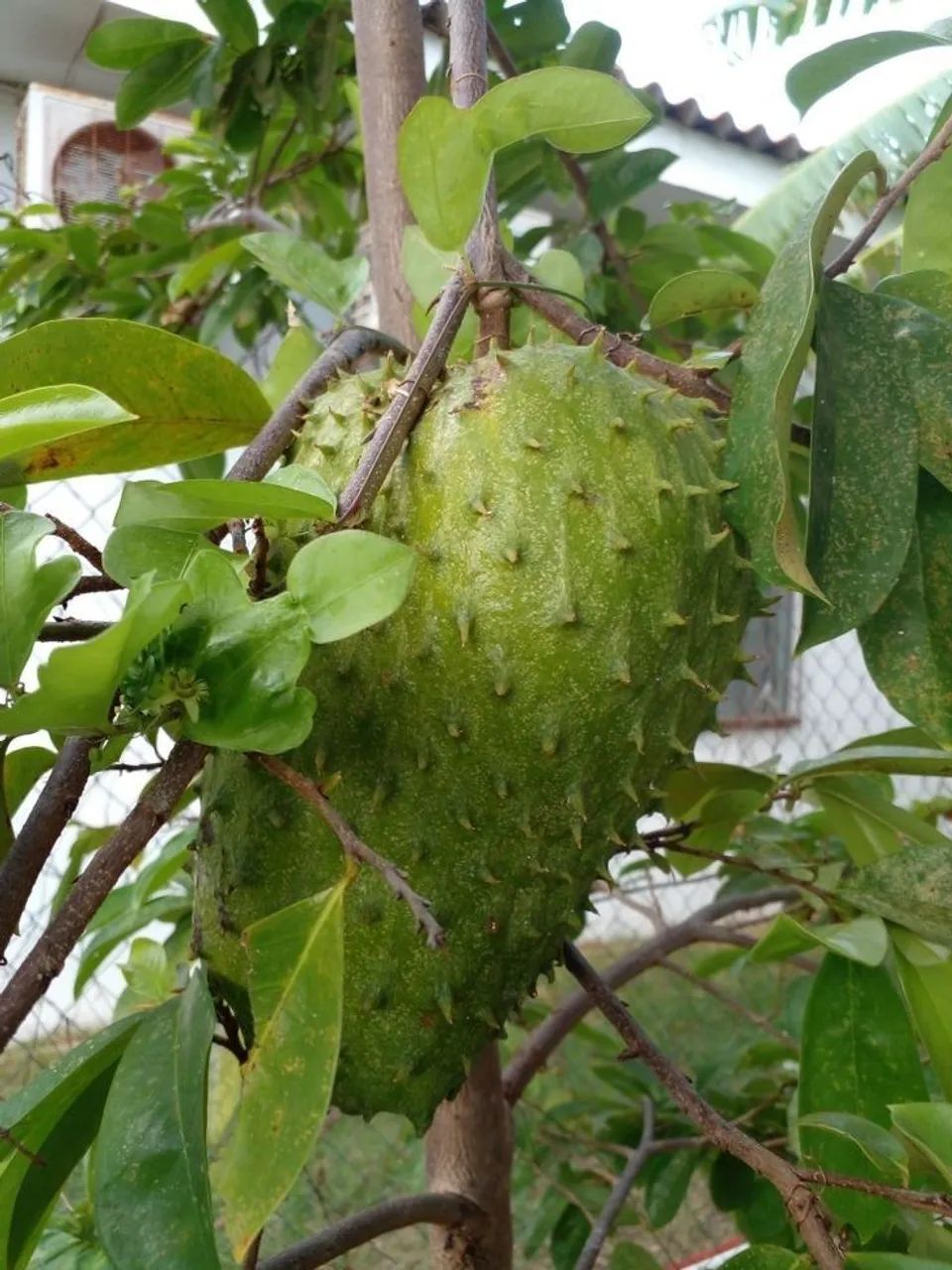 Frutifera Mudas de Graviola Enxertada P/vasos - Foto 2