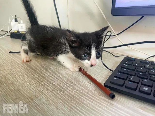 Gatinhos Adoráveis Procuram Lares Cheios de Amor!  - Foto 2