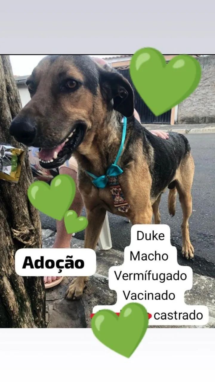 Duke- Pastor Mestiço Adulto para Adoção - Foto 3