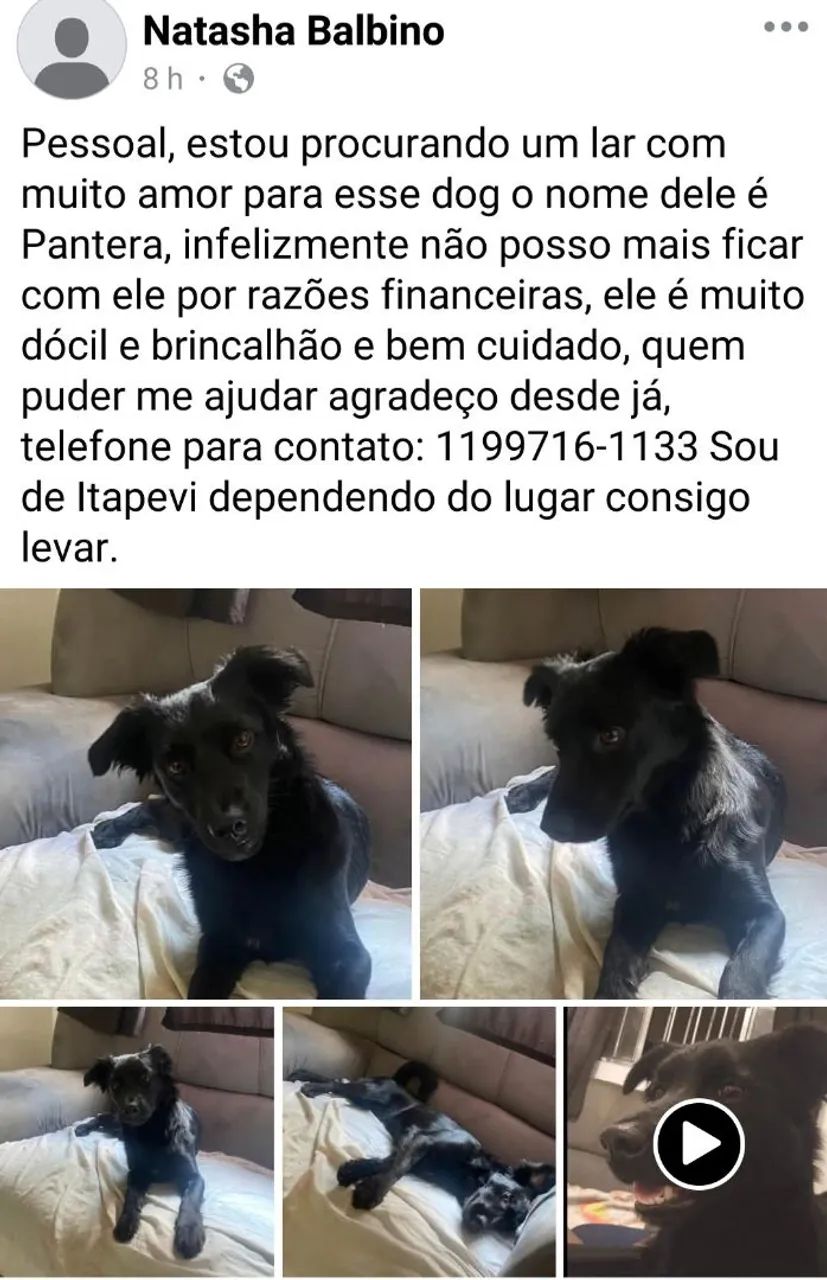 Vários cães para adoção responsável 