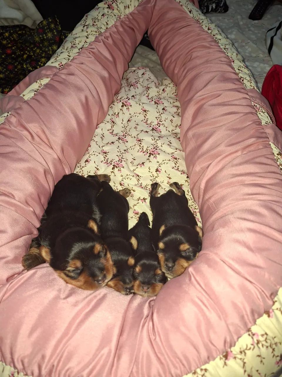 Filhotes de Yorkshire Terrier para adoção