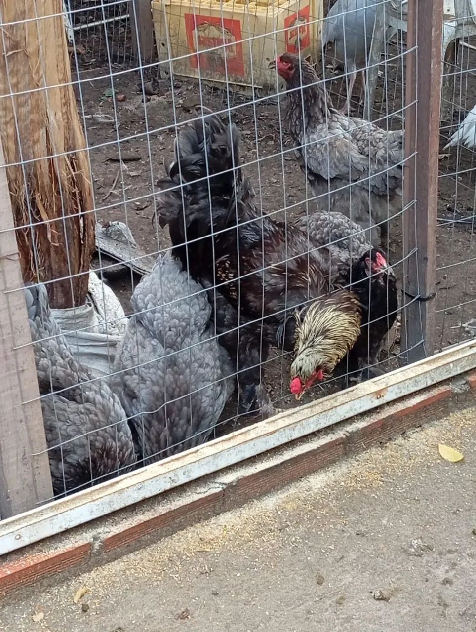 Pintos da raça Brahma para venda - Foto 5