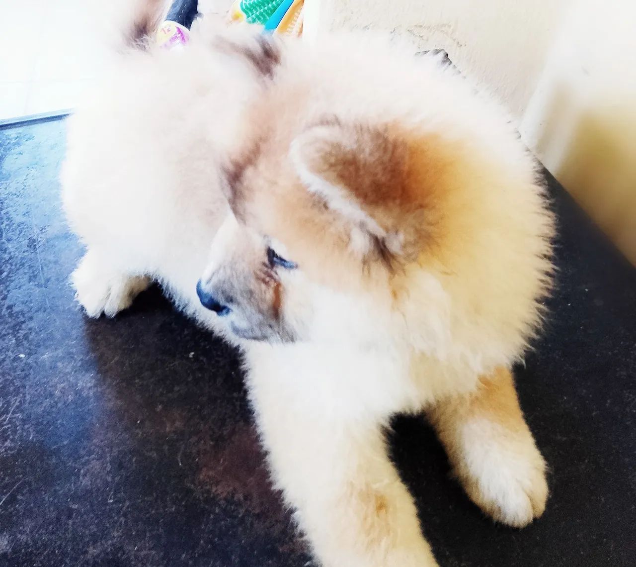 ChowChow (filhotes puros) - Foto 2