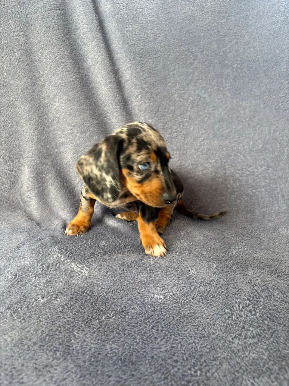 Dachshund Alerquim  - Foto 5