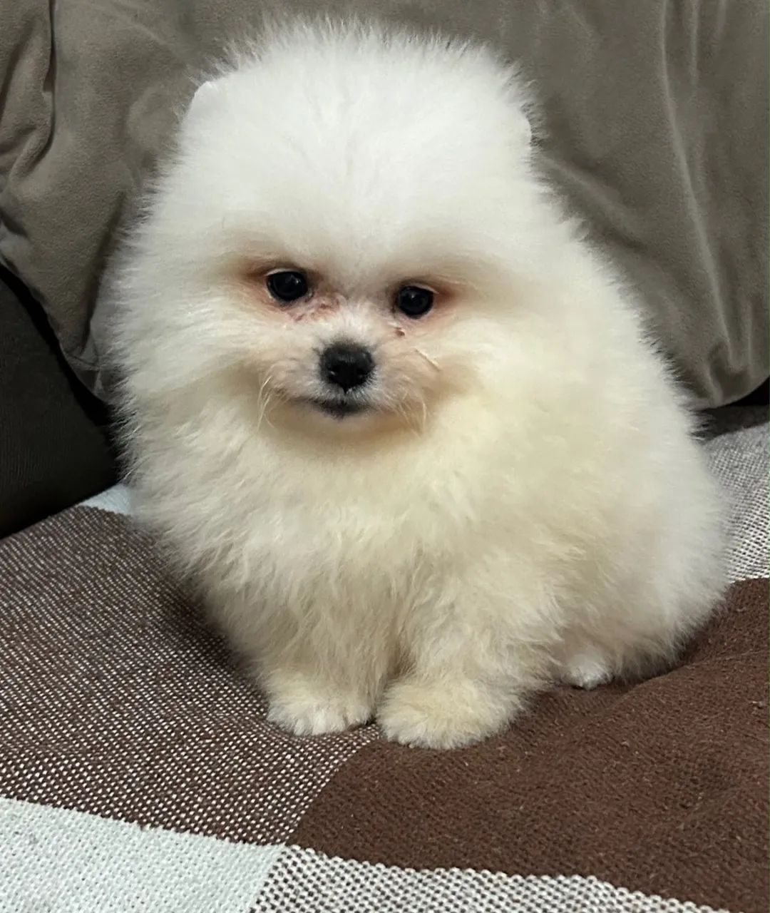 Lulu  - Foto 2