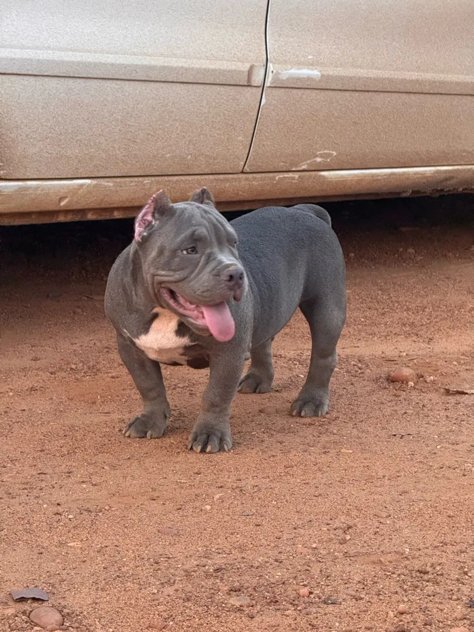 American Bully Micro Exótico  - Foto 2