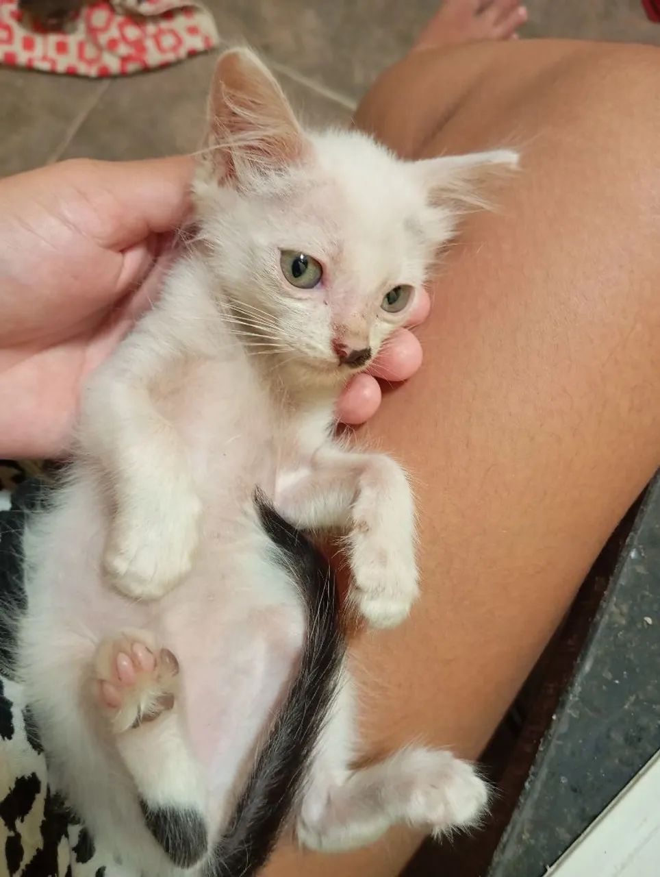 Gatinho pra doação  - Foto 2