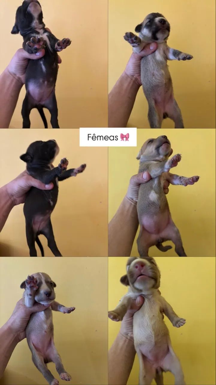 Adoção 