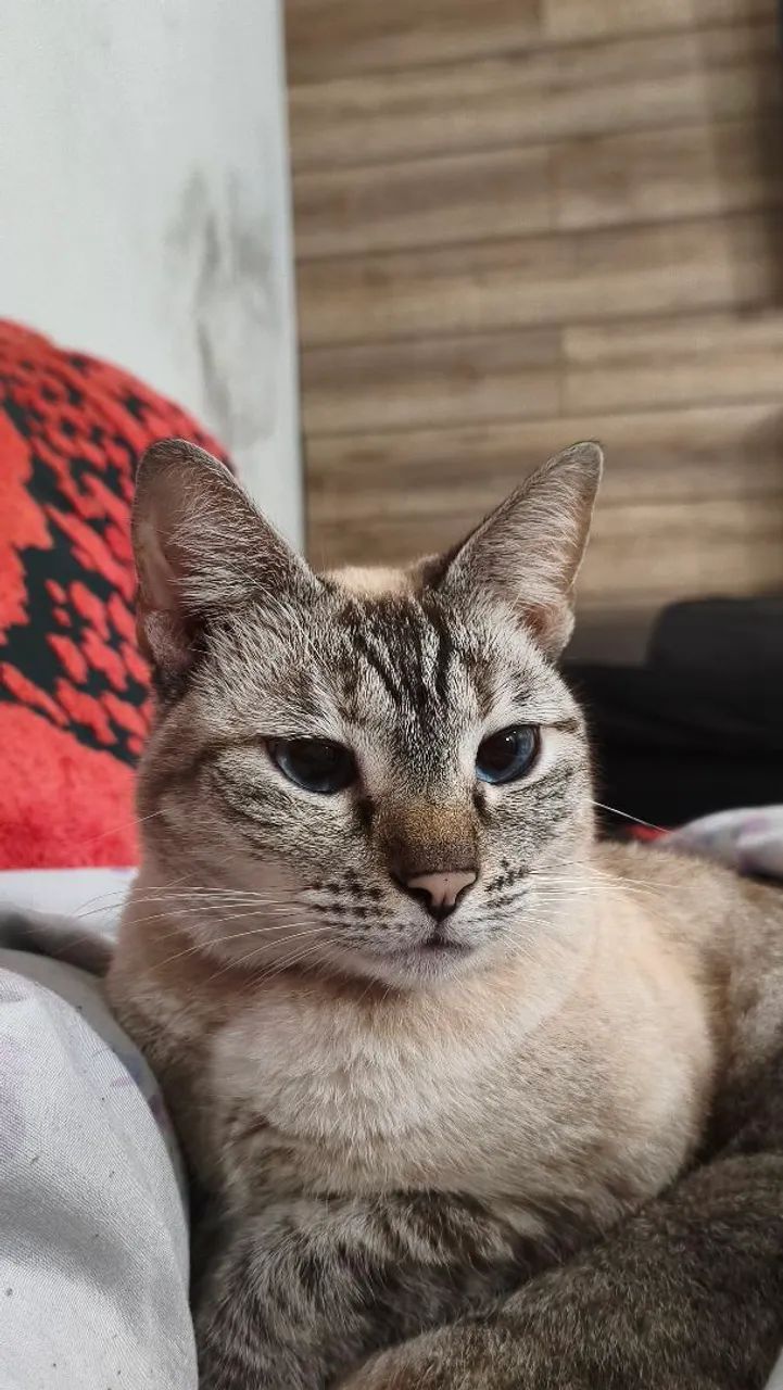 Doação responsável Gata Castrada e vacinada - Foto 3