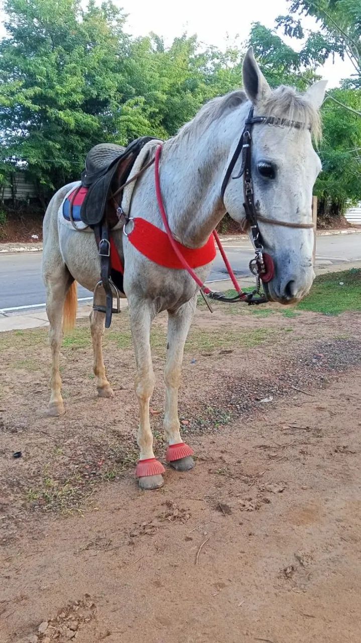 Cavalo inteiro vendo ou troco   - Foto 4