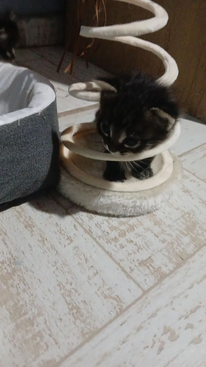 Doa se gatinhos filhotes, 1 macho e 1 fêmea chamar *. - Foto 4