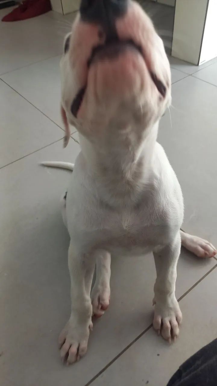 Filhote de pitbull  - Foto 3