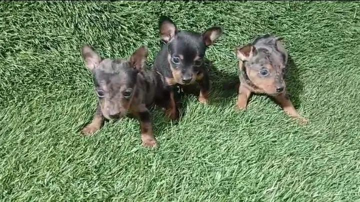 Pinscher machos micro  - Foto 2