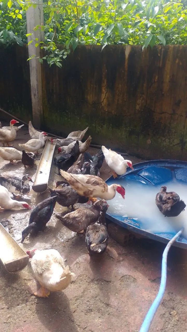 galinhas e patos 