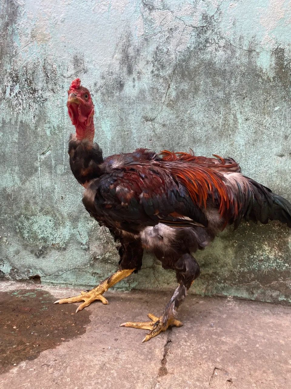 Frango mestiço de Brahma com caipira - Foto 5