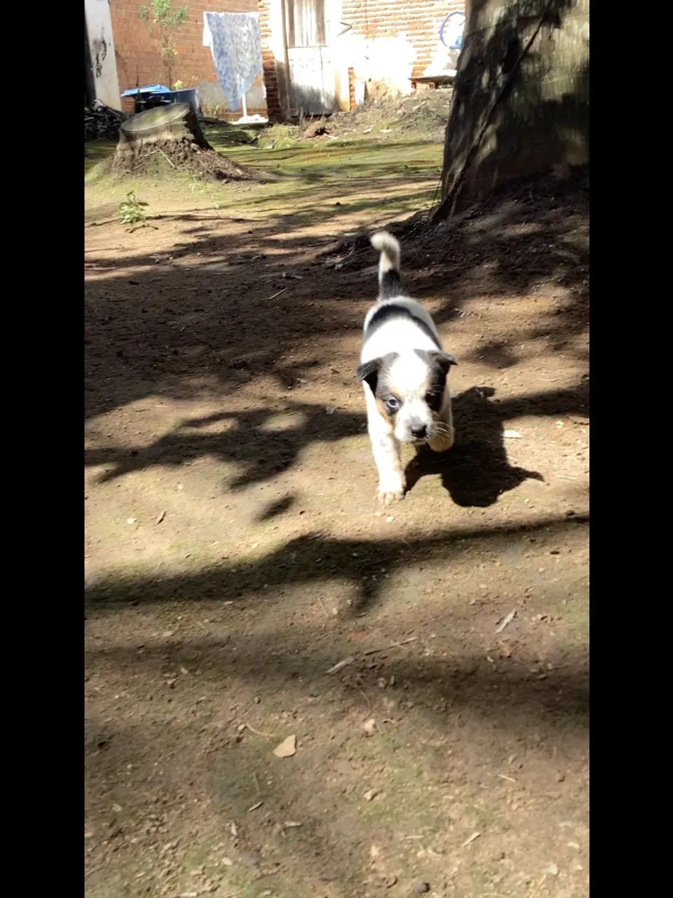 Blue heeler  - Foto 3