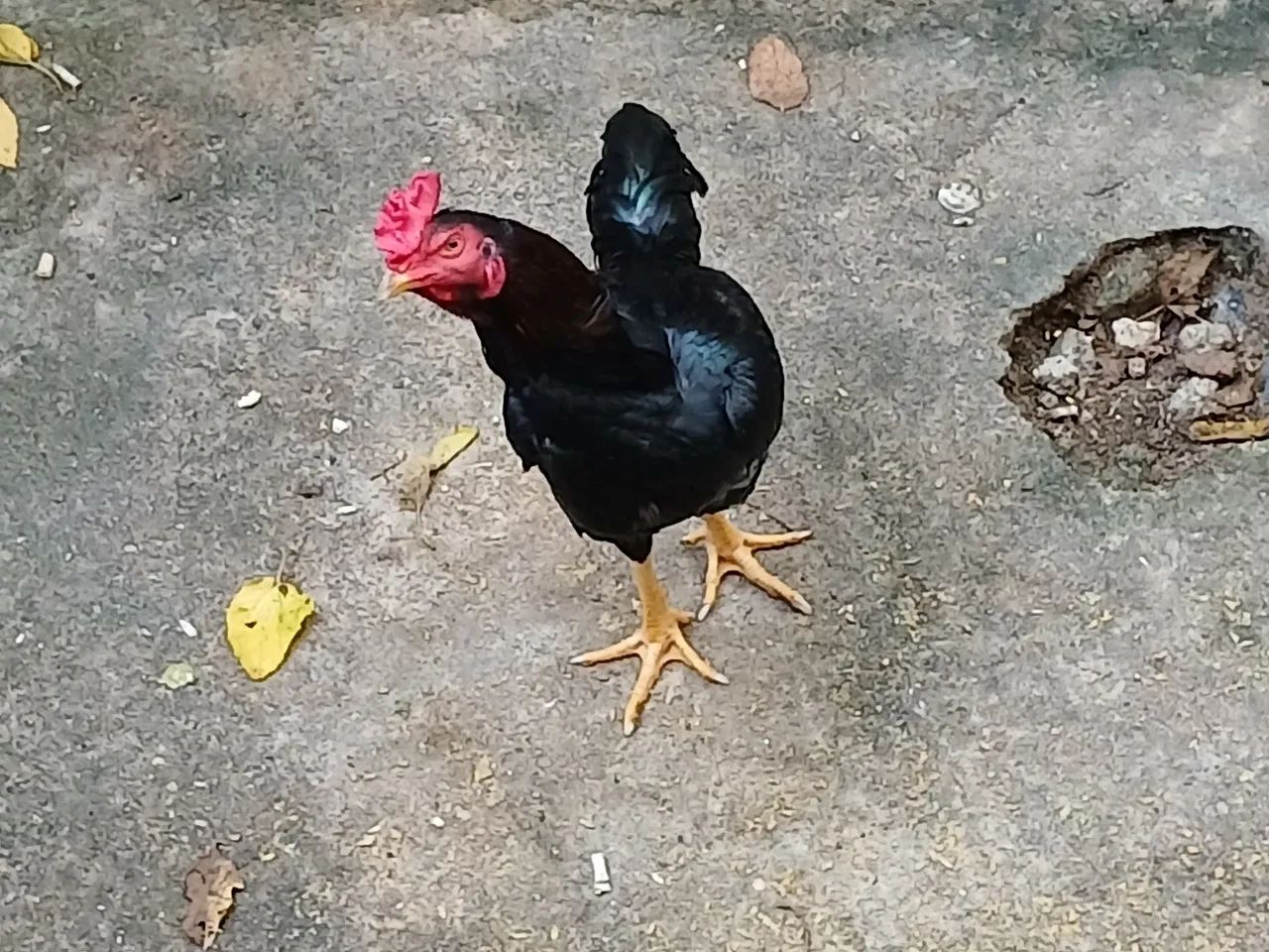 Galos ? de raça  - Foto 2