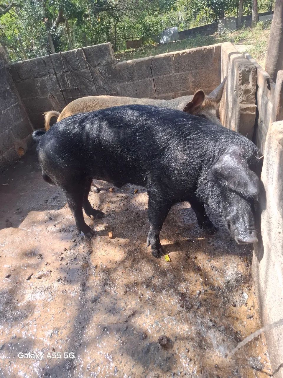 Porco Barão  - Foto 2
