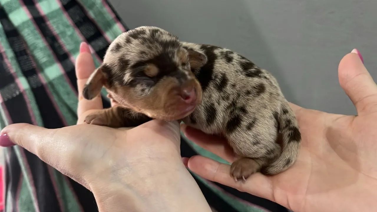 Linguicinha mini amor 
